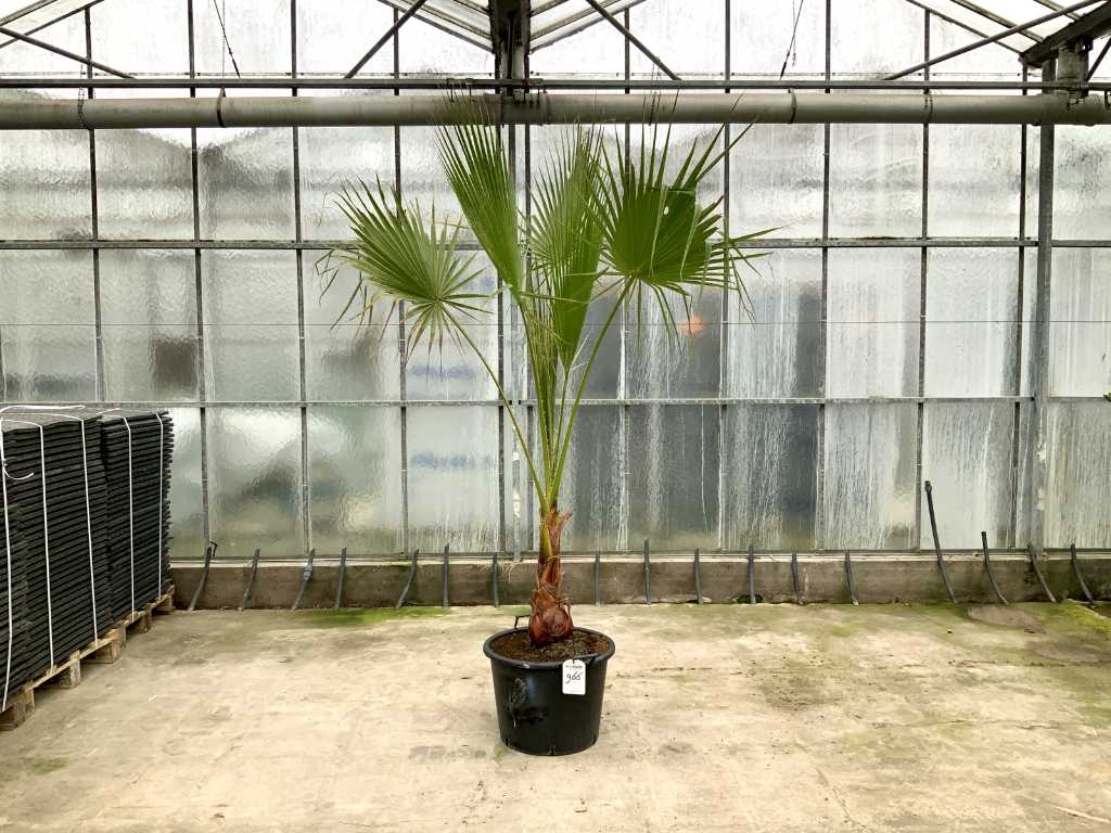 palm tree (Washingtonia robusta)