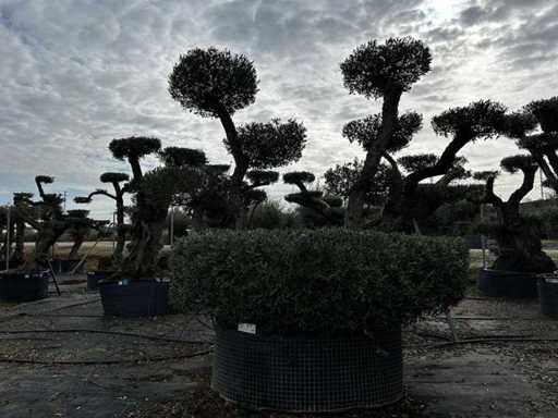 POM POM - Olive tree in exemplary basket