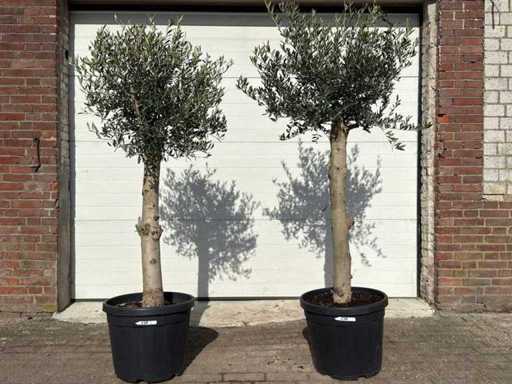 2x Olivenbaum Florida – Olea Europaea – Höhe ca. 170 cm