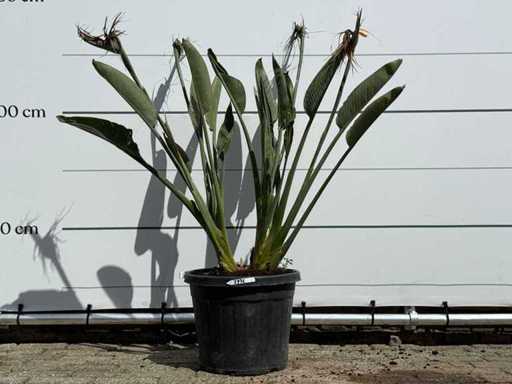 Paradijsvogelplant XL - Strelitzia Reginae - hoogte ca. 130 cm