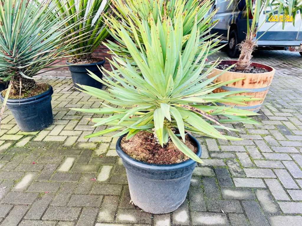 Yucca gloriosa