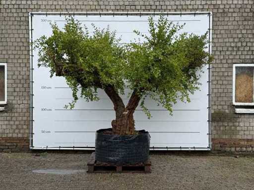 Pomegranate Tree XXL - Punica Granatum - height approx. 280 cm