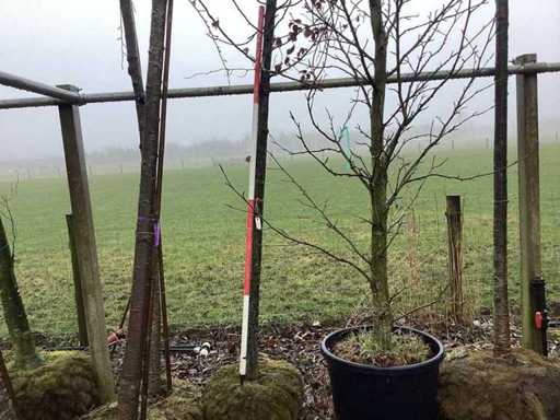 Amberboom - Sierboom