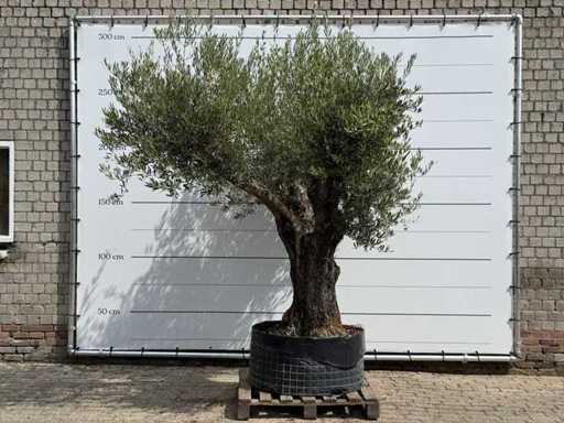 Bonsai ramificato d'ulivo XL - Olea Europaea - circa 150 anni - altezza circa 280 cm