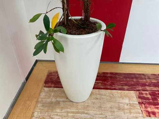 Hydroponische Pflanze mit Topf