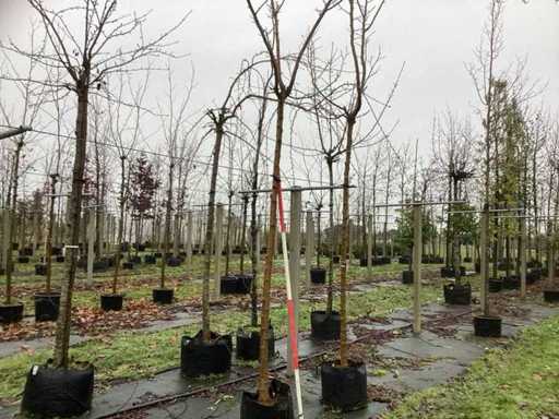 Morwa – drzewo dachowe