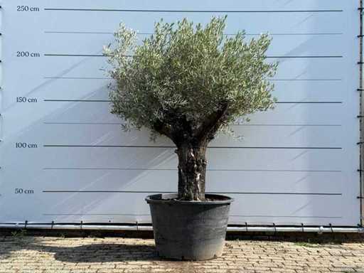 Olivo Pelle vecchia - Olea Europaea - circa 75 anni - altezza circa 220 cm