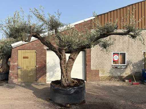 Olive tree Farga XXL - Olea Europaea - approx. 150 years old - height approx. 290 cm