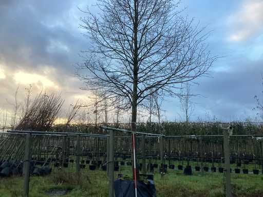 Lipa – drzewo ozdobne