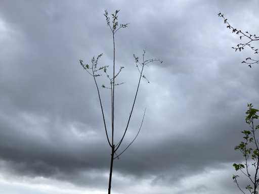 Sierboom - Knotwilg (x1)