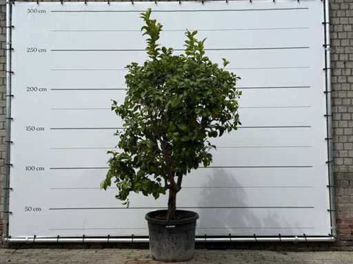 Lemon Tree XXL - Citrus Limon - height approx. 250 cm