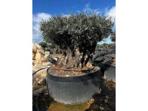 Olea Europea Secolare 15 unități 