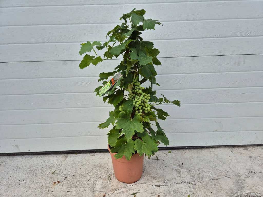 White grape - Vitis Vinifera - Fruit tree - height approx. 80 cm