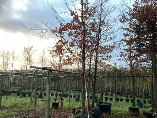 Zielony Buk - Park Tree (2x)