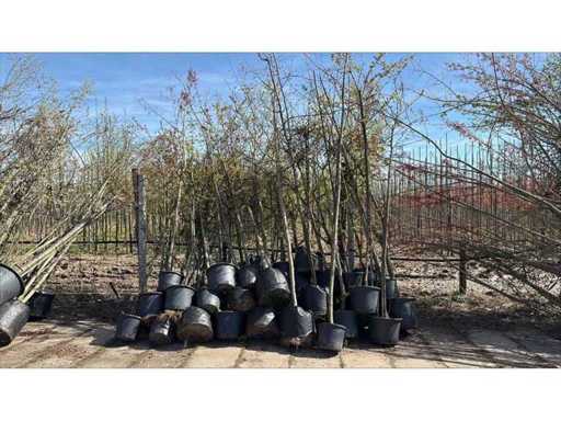 Fruit, avenue, ornamental trees and shrubs due to takeover