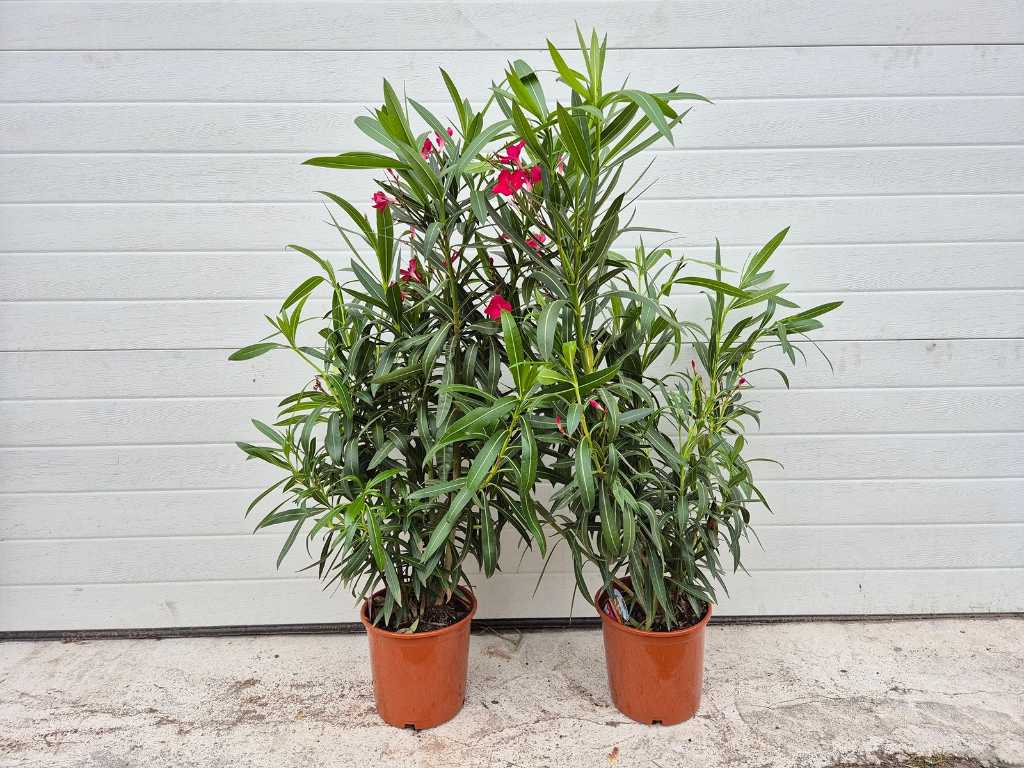2x Nerium Oleander Red - wysokość ok. 100 cm