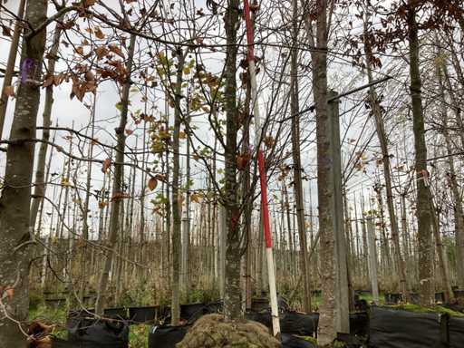 Grab – drzewo topiary