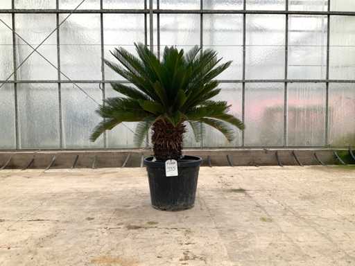 Palmboom (Cycas Revoluta)