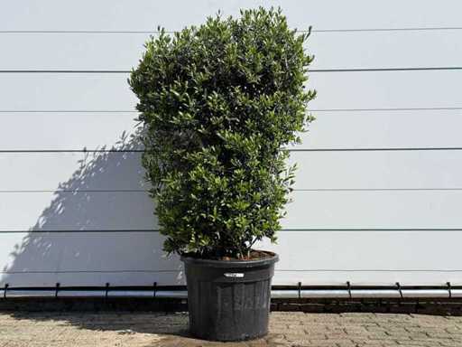 Olive tree shrub - Olea Europaea - approx. 25 years old - height approx. 160 cm