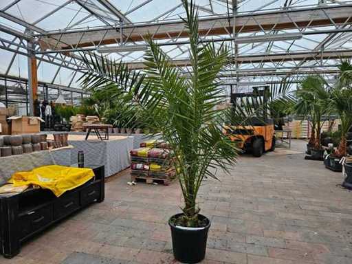 Imposante Phönix-Palme (Dattelpalme) - 200 cm - Mediterranes Flair