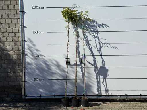 2x Glicine - Glicine Sinensis - altezza circa 180 cm (NOTA: 2x)