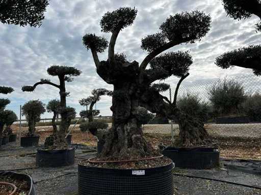 POM POM - Olive tree in exemplary basket
