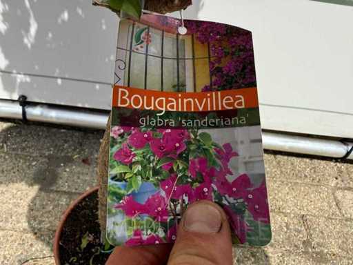 Bougainvillea purpur am Stängel – Bougainvillea Glabra Sanderiana – Höhe ca. 100 cm