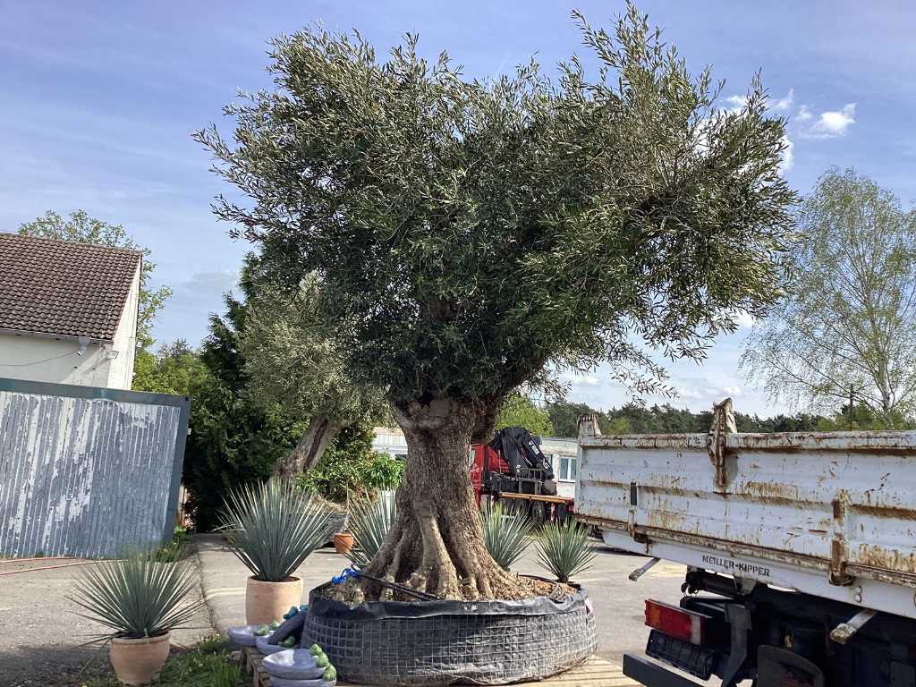 XL Olive Tree (300 de ani, rezistent)