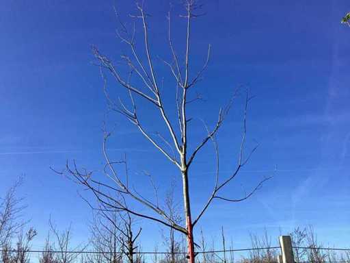 Arțar roșu - Arbore topiar