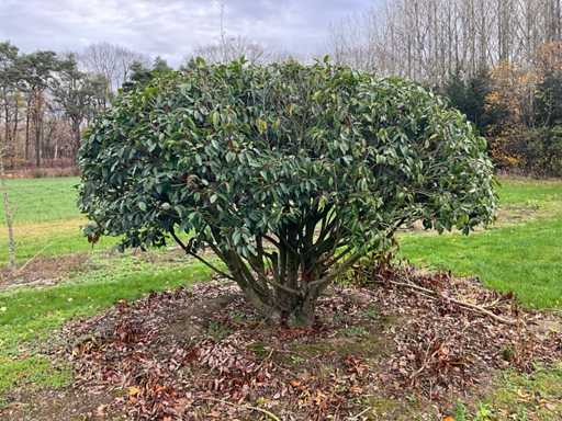 Bulbe multi-tiges Prunus (3x)
