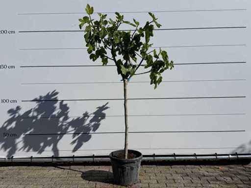 Vijgenboom hoogstam M - Ficus Carica - hoogte ca. 200 cm
