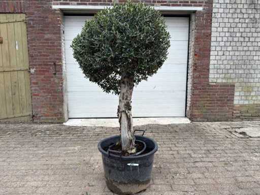 Olivenbaum kugelförmig – Olea Europaea – Höhe ca. 180 cm