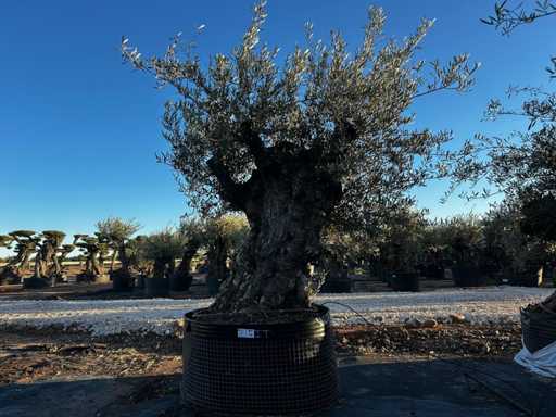 Olive tree in basket Specimen