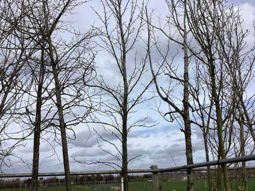 Sweet gum - Topiary tree