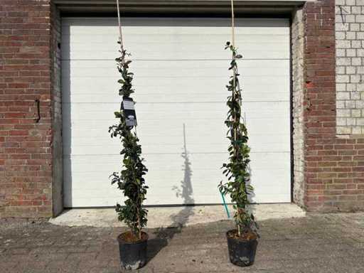 2x Toscaanse jasmijn M - Trachelospermum Jasminoides - hoogte ca. 150 cm