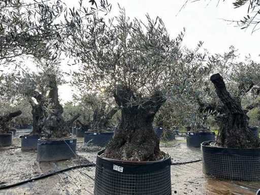 Centuries-old olive tree in basket