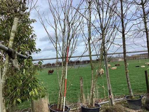 Japanese Ornamental Cherry - Multi-stemmed tree