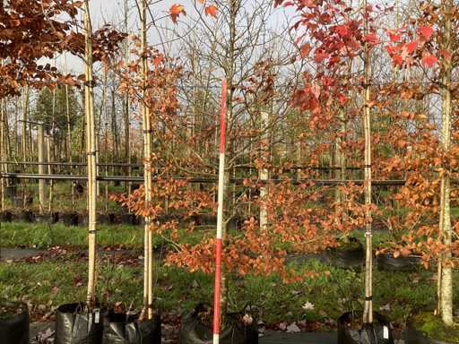 Zielony buk - Parkboom