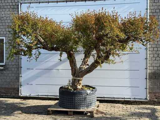 Pomegranate Tree XXL - Punica Granatum - height approx. 250 cm