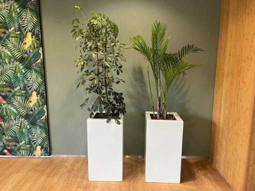 2x hydroponic plant in plastic pot