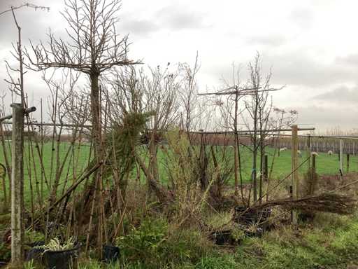 Ró?ne gatunki - Drzewa owocowe / owocowe