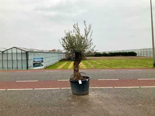 Olijfboom (Olea Europaea Lessini)