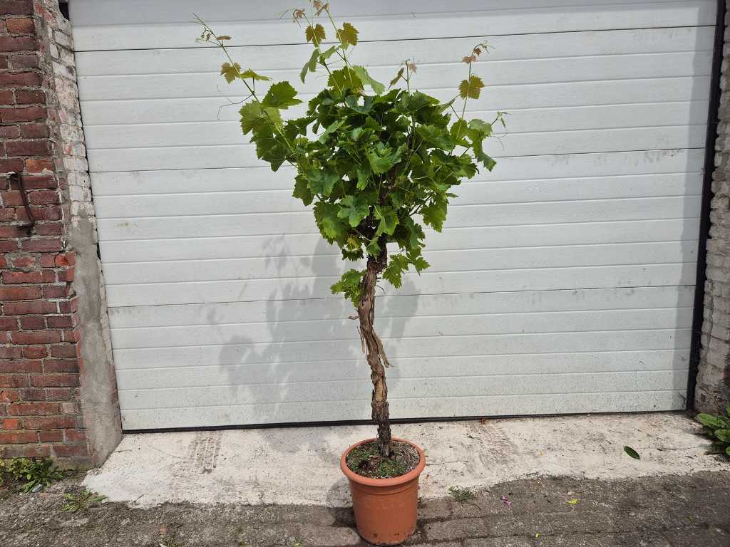 Drzewo winogronowe - Vitis Vinifera - Drzewo owocowe - wysokość ok. 150 cm