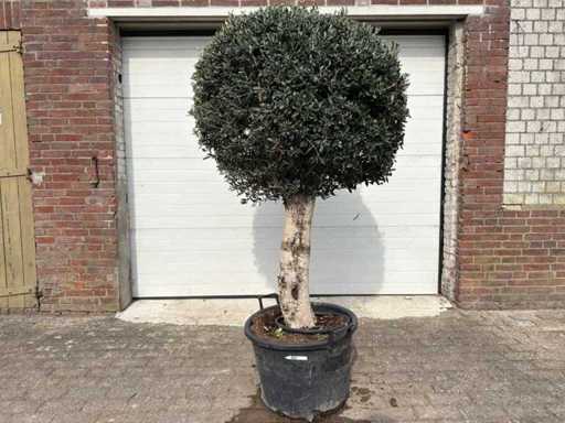 Olijfboom Ronde Bol L - Olea Europaea - Hoogte ca. 200 cm