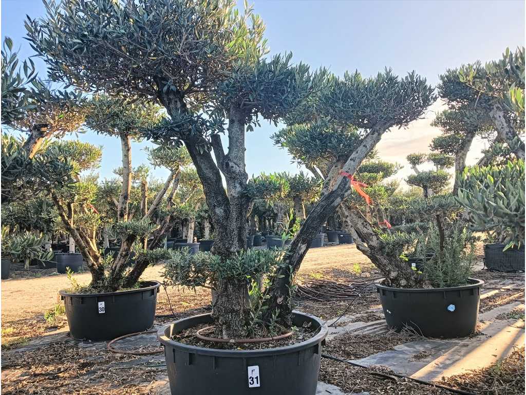 Jahrhundertealter Olivenbaum Bonsai Pon Pon