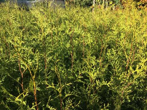 Coniferen - Thuya (x200)