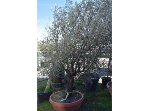 oliijf oranje schaal - Olive tree