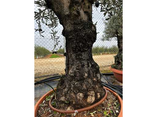  OLEA EUROPEA TARRINA 