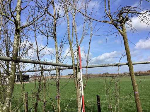Japanse Sierkers - Laanboom