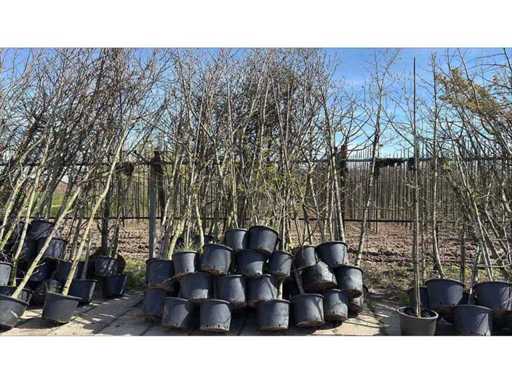 Copacul parcului (35x)